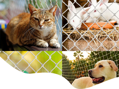 pets-1 pets-1