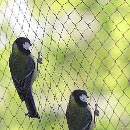 sparrow sparrow